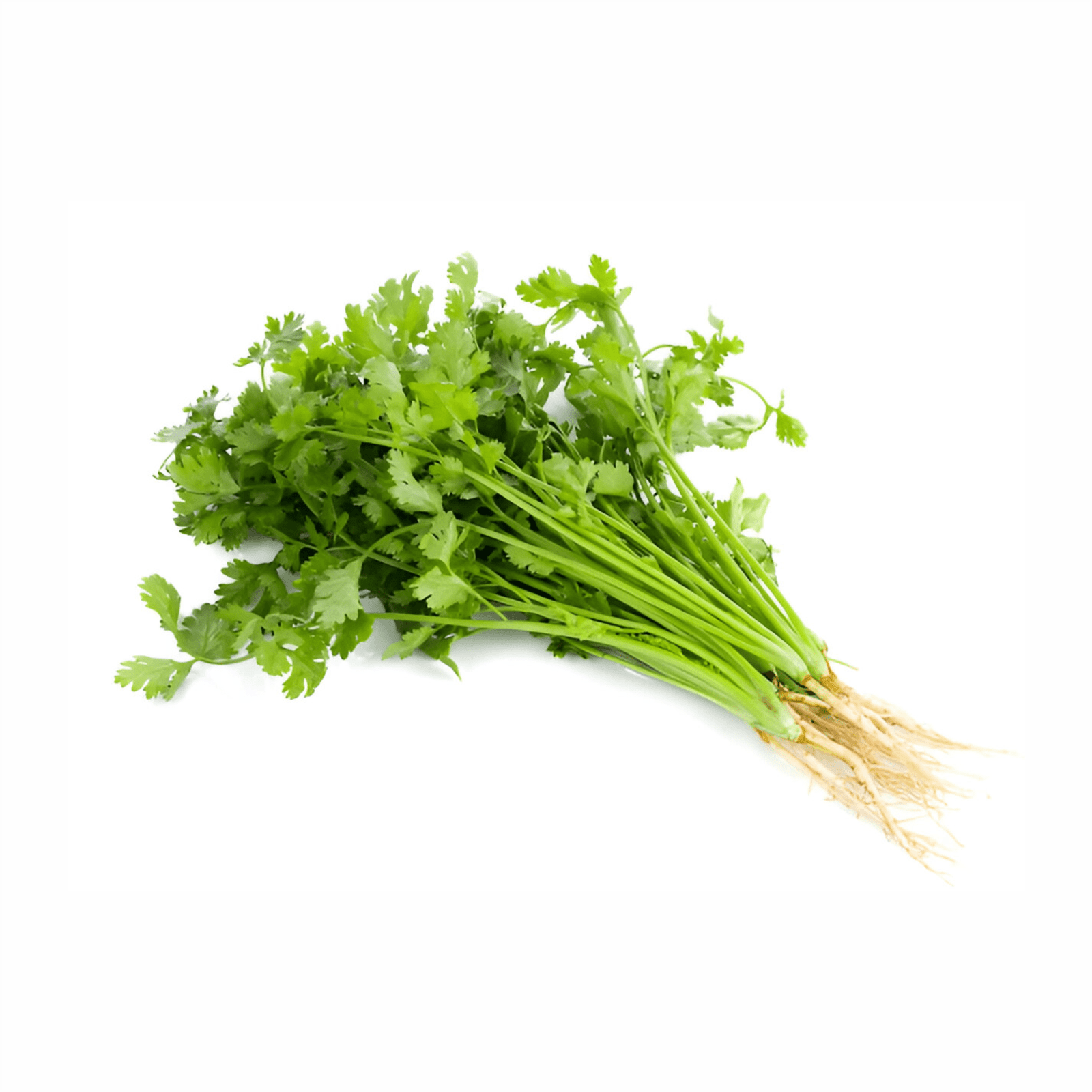 Fresh Coriander Leaves - Kottambari 1Pc