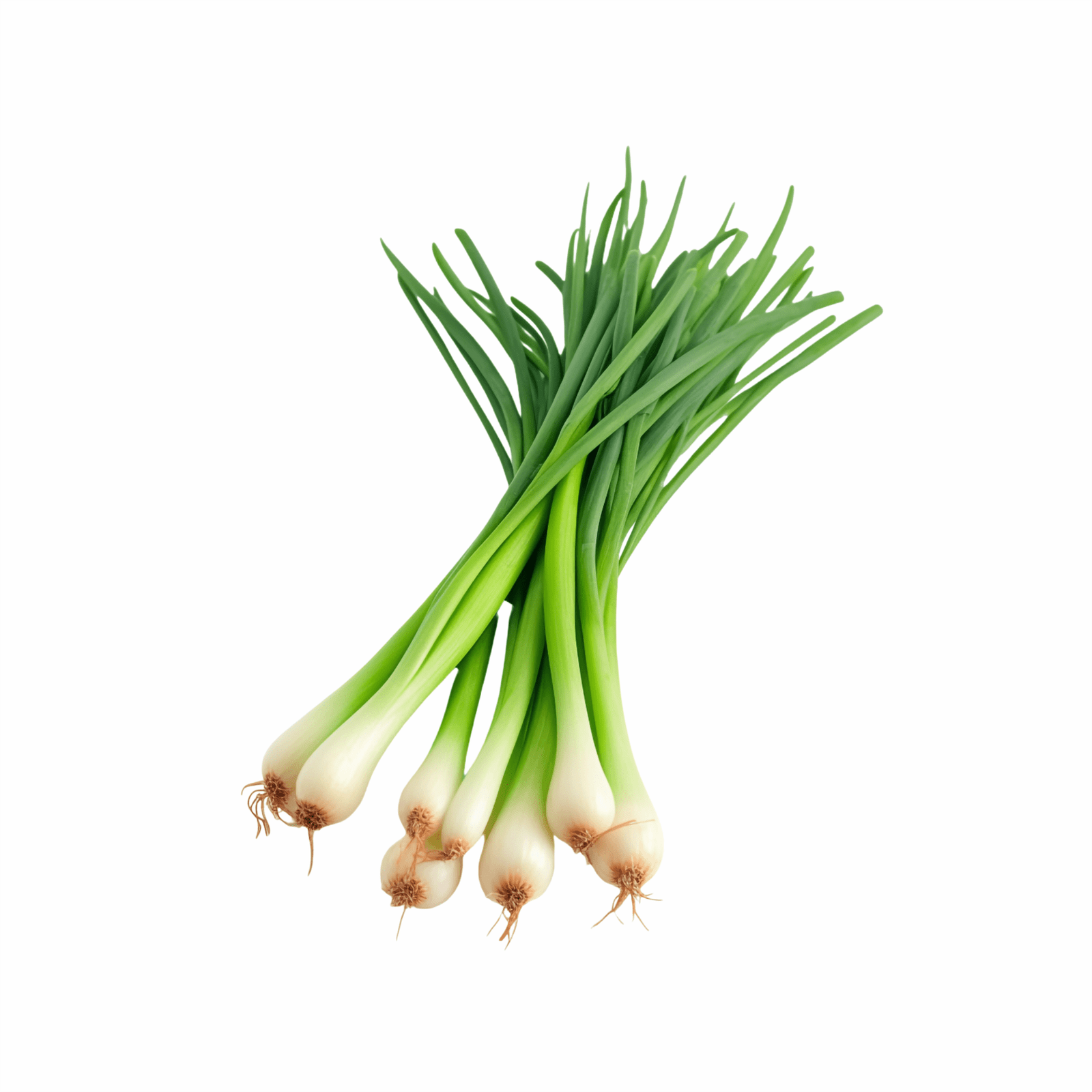 Fresh Spring Onion - With Roots (Bundle) 1Pc