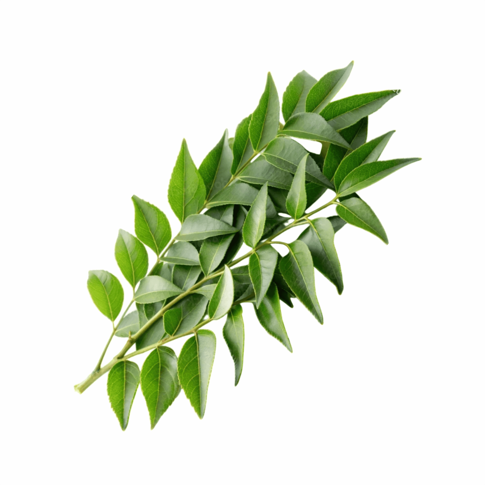 Fresh Curry Leaves, 1Bundle (Aprox 100gm)